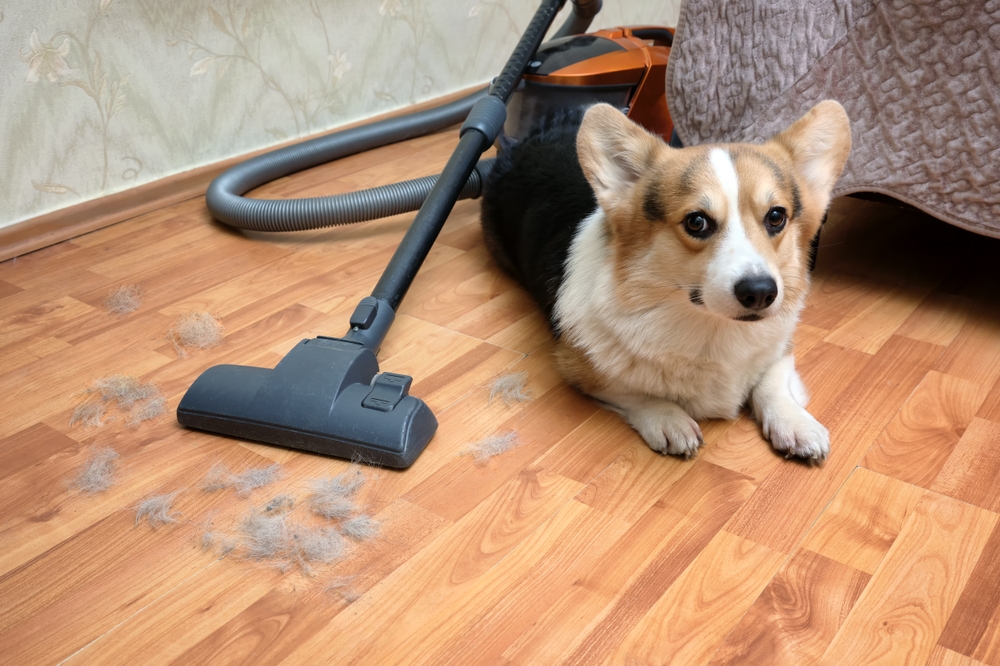 How to Clean Up After a Pet